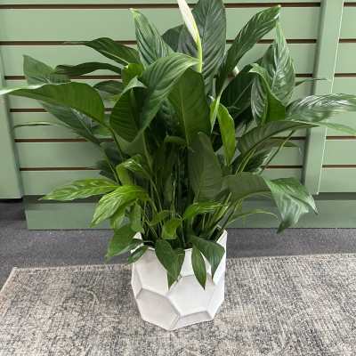 Deco Pot Peace Lily