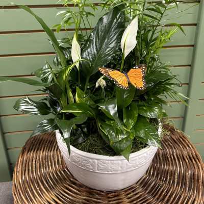 Potted green plant with white blooms and an orange butterfly decoration
