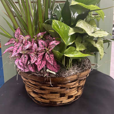 Basket of assorted potted plants with pink and green foliage