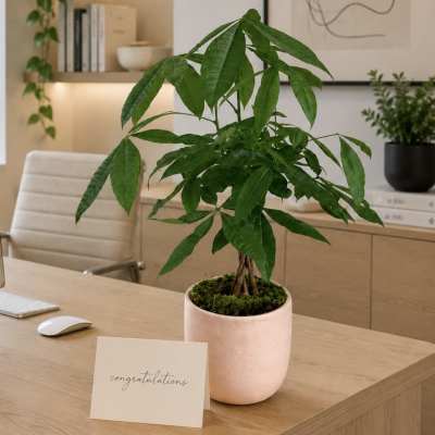 Braided Money Tree