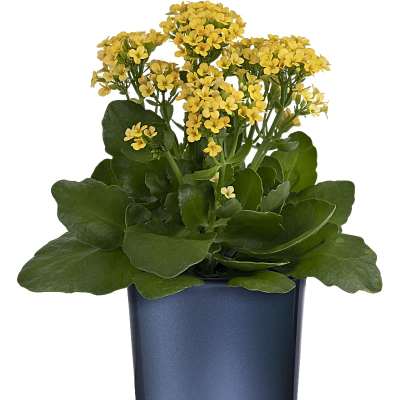 Yellow flowering plant in a blue glass pot