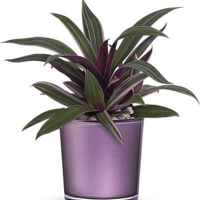 Potted purple-and-green houseplant in a metallic lavender container