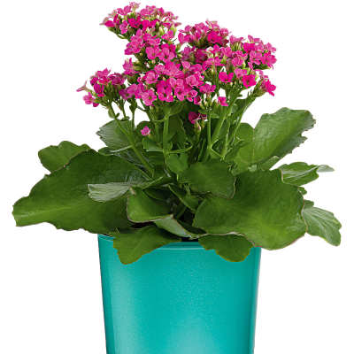 Pink flowering plant in a turquoise pot