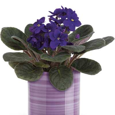 Purple African violet in a lavender ceramic pot