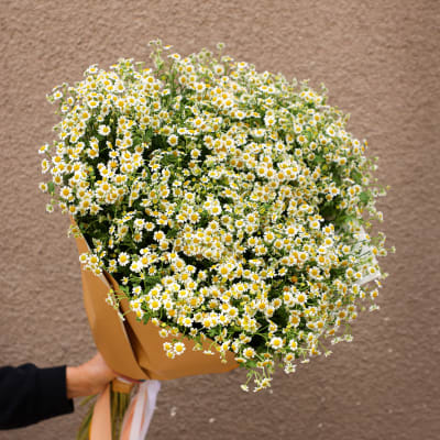 Large bouquet of tiny white daisies with yellow centers wrapped in tan paper
