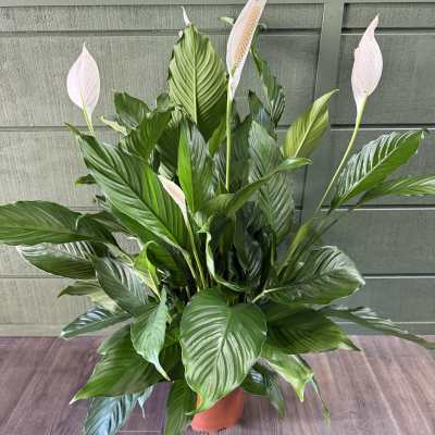 Potted Peace Lily