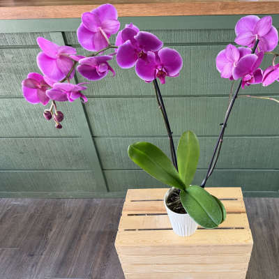 Purple Potted Orchid
