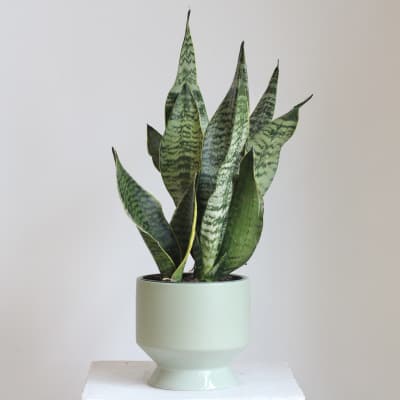 Potted snake plant in a pale green ceramic planter