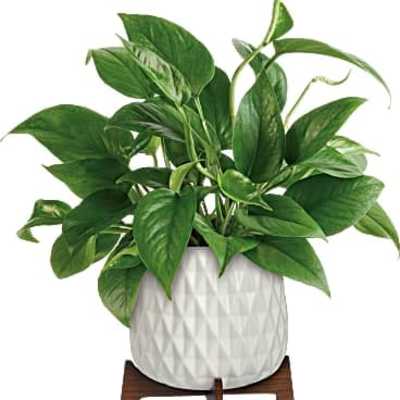 Potted green houseplant in a white textured ceramic pot on a wooden stand