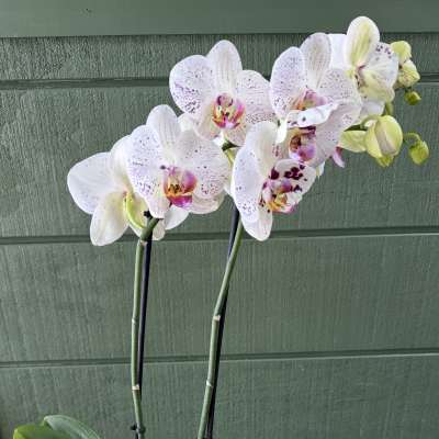 White Potted Orchid
