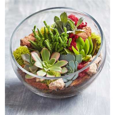 Glass bowl terrarium with assorted succulents and colorful moss