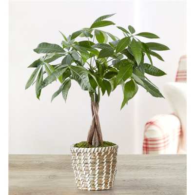 Potted money tree plant in a woven basket planter