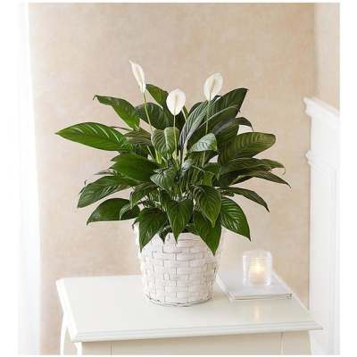 White peace lily plant in a woven basket on a table