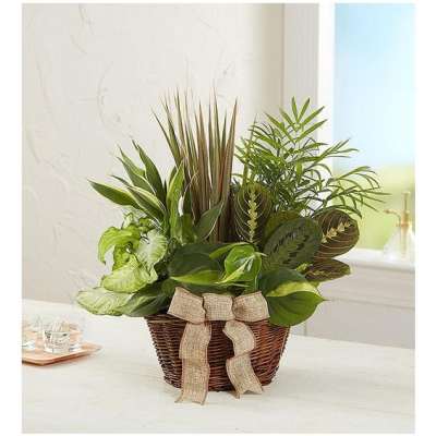 Mixed green houseplants in a wicker basket with a burlap bow