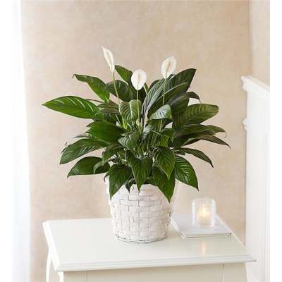 White potted peace lily plant with white blooms on a table