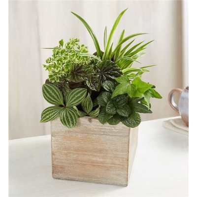 Mixed green potted plants in a square wooden planter