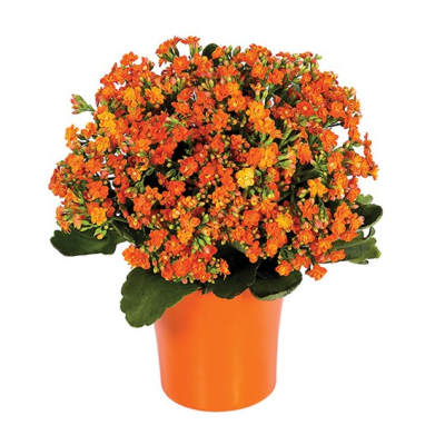 Orange flowering plant in a bright orange pot