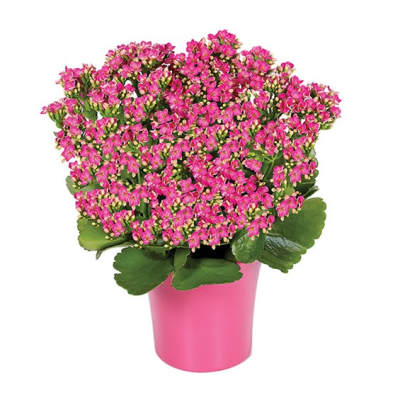 Pink flowering plant in a bright pink pot