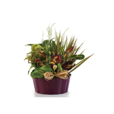 Tropical plant arrangement in a purple container with a raffia bow