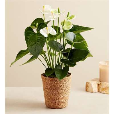 Potted anthurium plant with white blooms in a woven basket