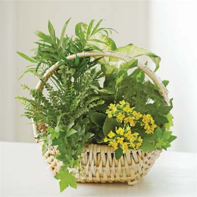 Green plant arrangement in a woven basket with small yellow flowers