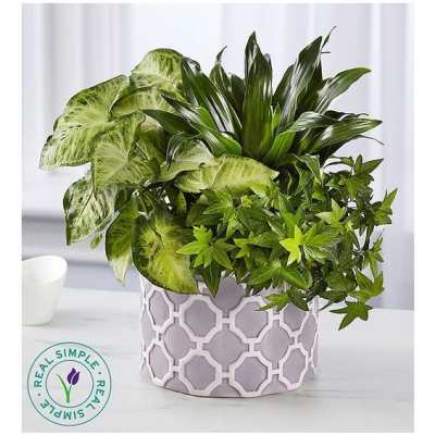 Mixed green houseplants in a patterned ceramic pot