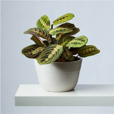 Potted prayer plant with patterned green leaves in a white planter