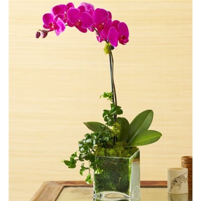 Tall magenta orchid arrangement in a clear square vase
