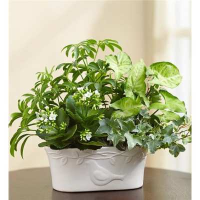 Mixed green houseplants in a white ceramic planter