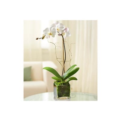 White orchid plant in a square glass container