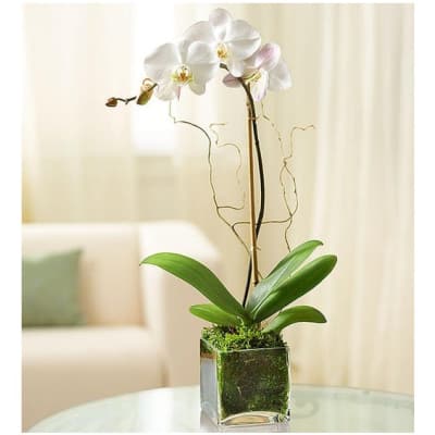 White orchid plant in a square glass vase on a table