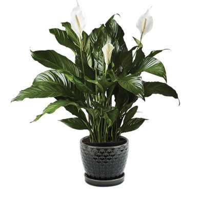 Potted peace lily plant with white blooms in a patterned ceramic pot