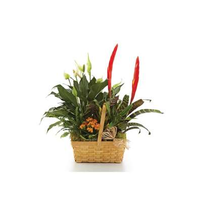 Tropical plant arrangement in a woven basket with red blooms