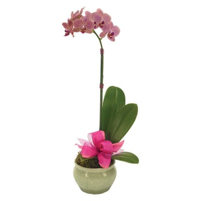 Pink orchid in a green ceramic pot with a pink ribbon
