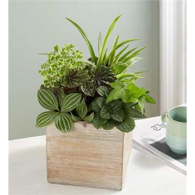 Mixed green potted plant arrangement in a wooden planter