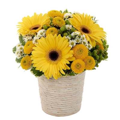 Yellow gerbera daisies and small white daisies in a woven basket