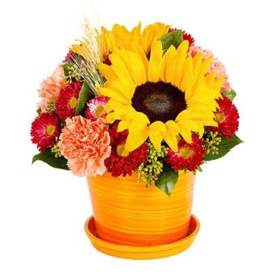 Sunflower and mixed flower arrangement in an orange pot