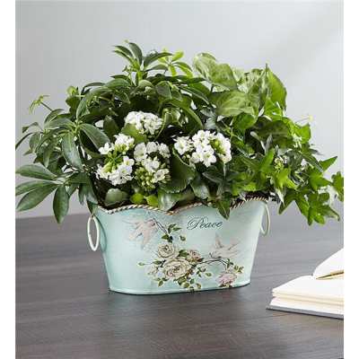 Potted green plant with small white flowers in a decorative metal container