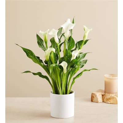 White calla lilies in a white pot beside a candle