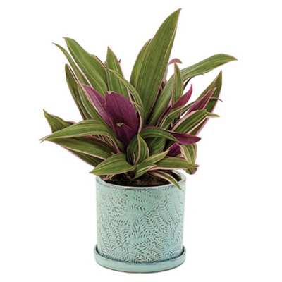 Potted plant with green and purple striped leaves in a decorative container