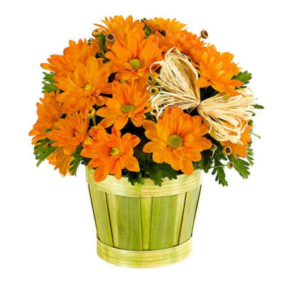 Orange daisy bouquet in a green basket with a raffia bow