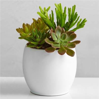 Succulent arrangement in a white ceramic pot