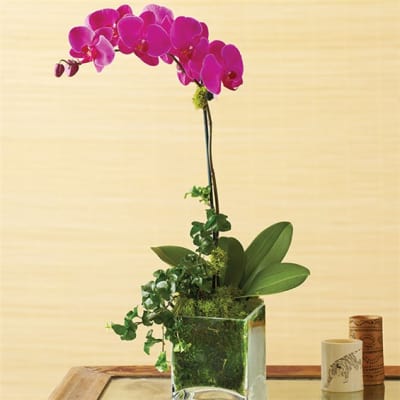 Pink orchid arrangement in a clear glass vase with moss and broad green leaves