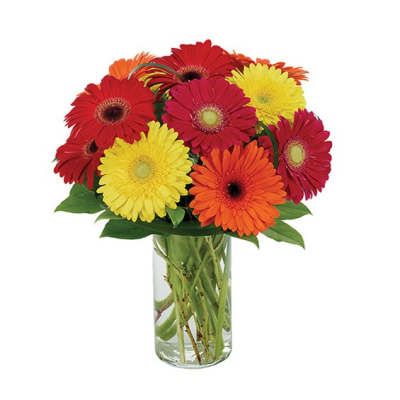 Bouquet of colorful gerbera daisies in a clear glass vase