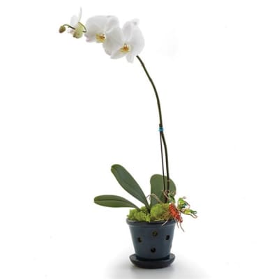 White orchid plant in a dark pot with moss