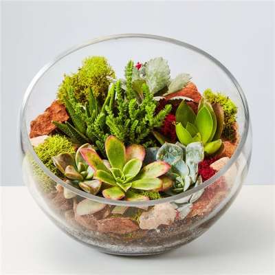 Succulent arrangement in a round glass bowl with rocks and moss