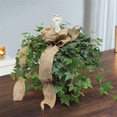 Potted ivy arrangement with a burlap bow and angel topper