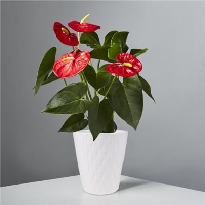Red anthurium flowers in a white textured pot