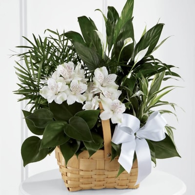 Basket arrangement with white flowers and lush green plants, tied with a white ribbon