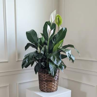 Potted peace lily in a woven basket planter on a white pedestal